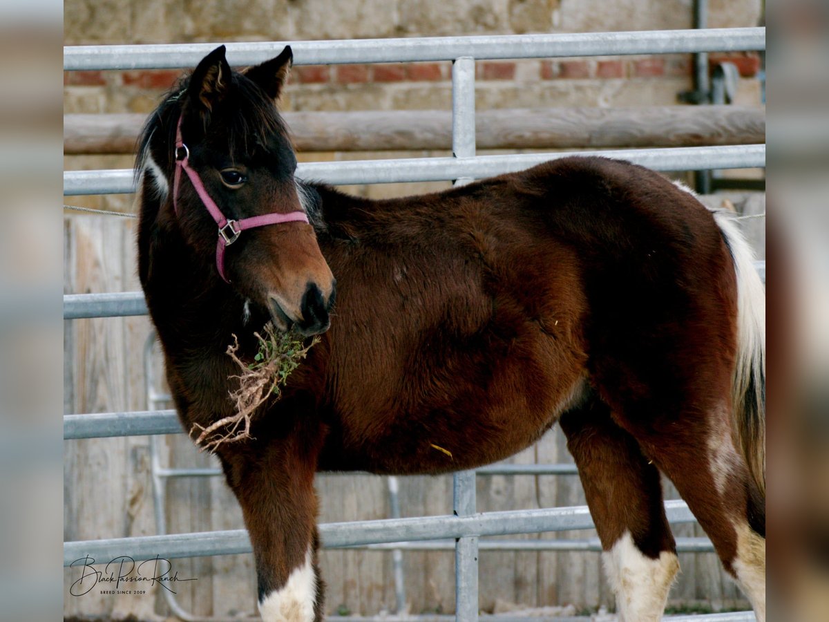 American Paint Horse Hengst 1 Jaar 150 cm Tobiano-alle-kleuren in Mellingen