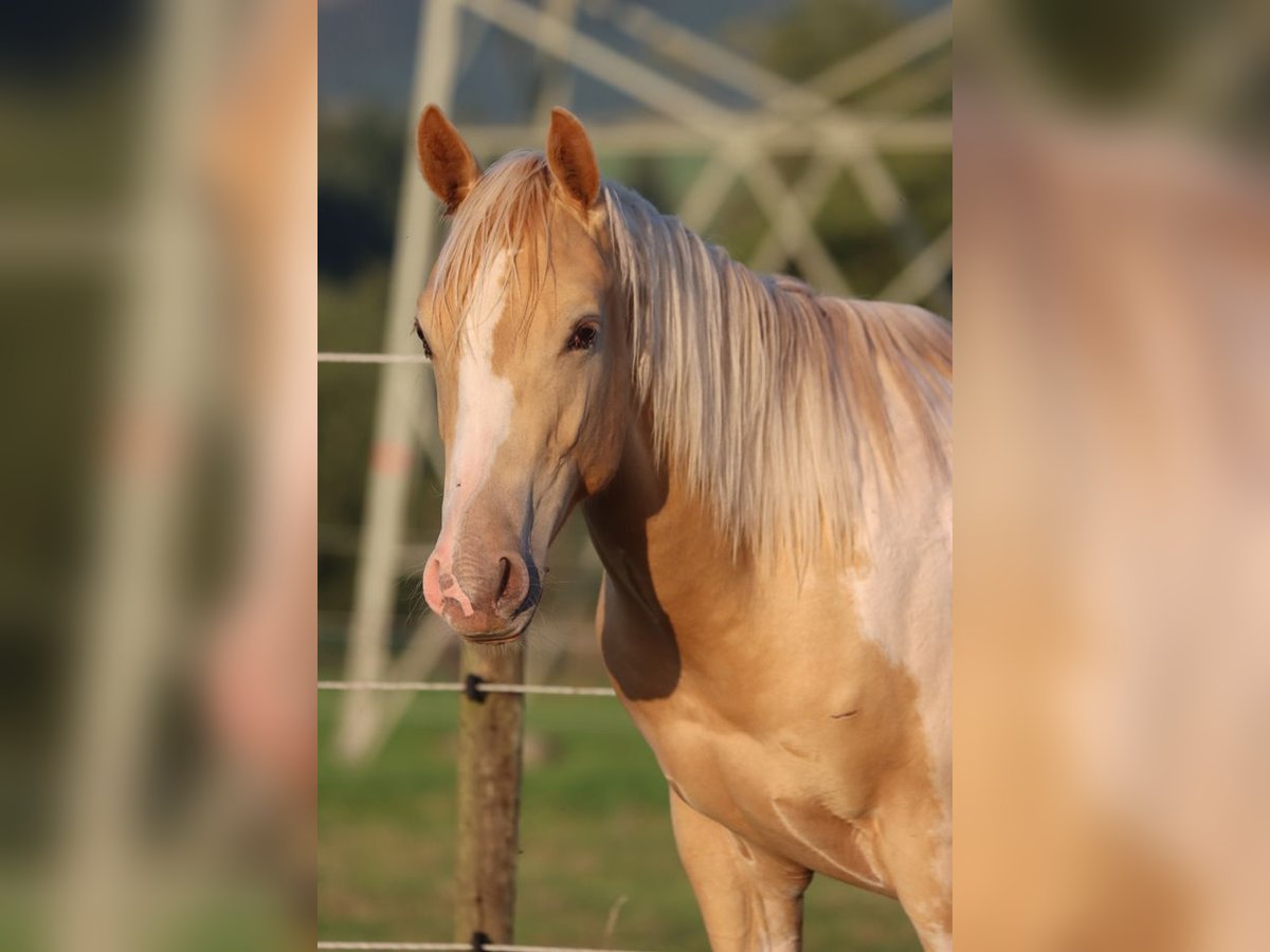 American Paint Horse Hengst 1 Jaar 153 cm Champagne in Hellenthal