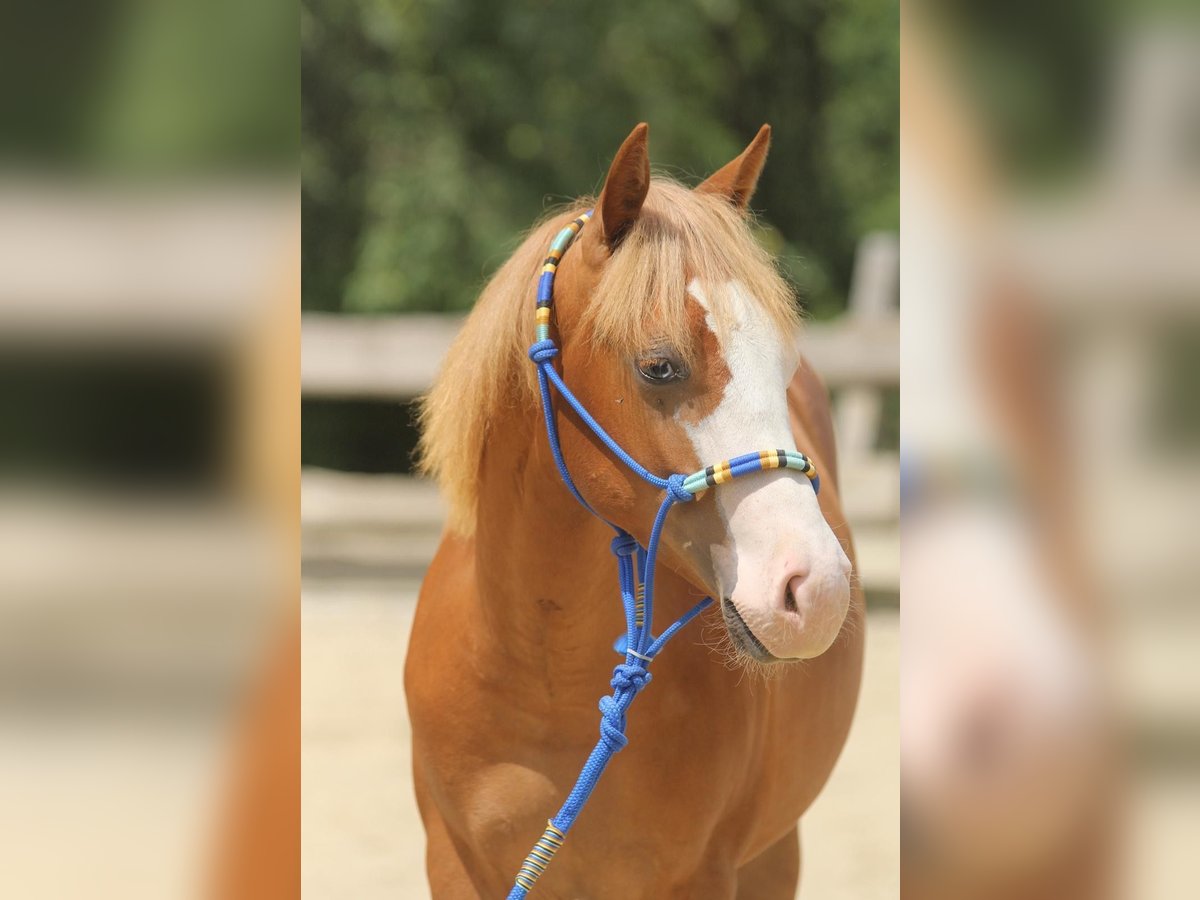 American Paint Horse, Hengst in Taufkirchen (Vils)