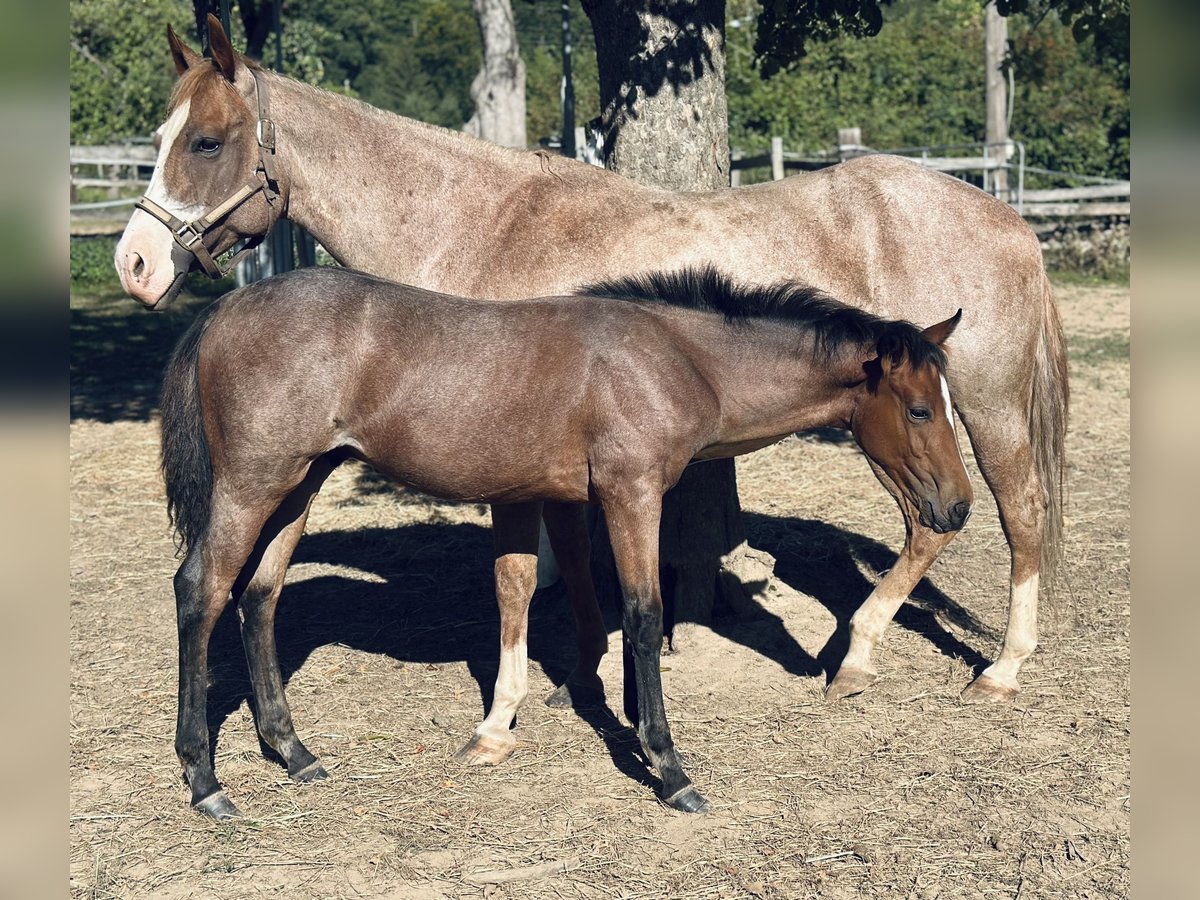 American Paint Horse Hengst Fohlen (04/2025) 153 cm Blauschimmel in Alfeld (Leine)