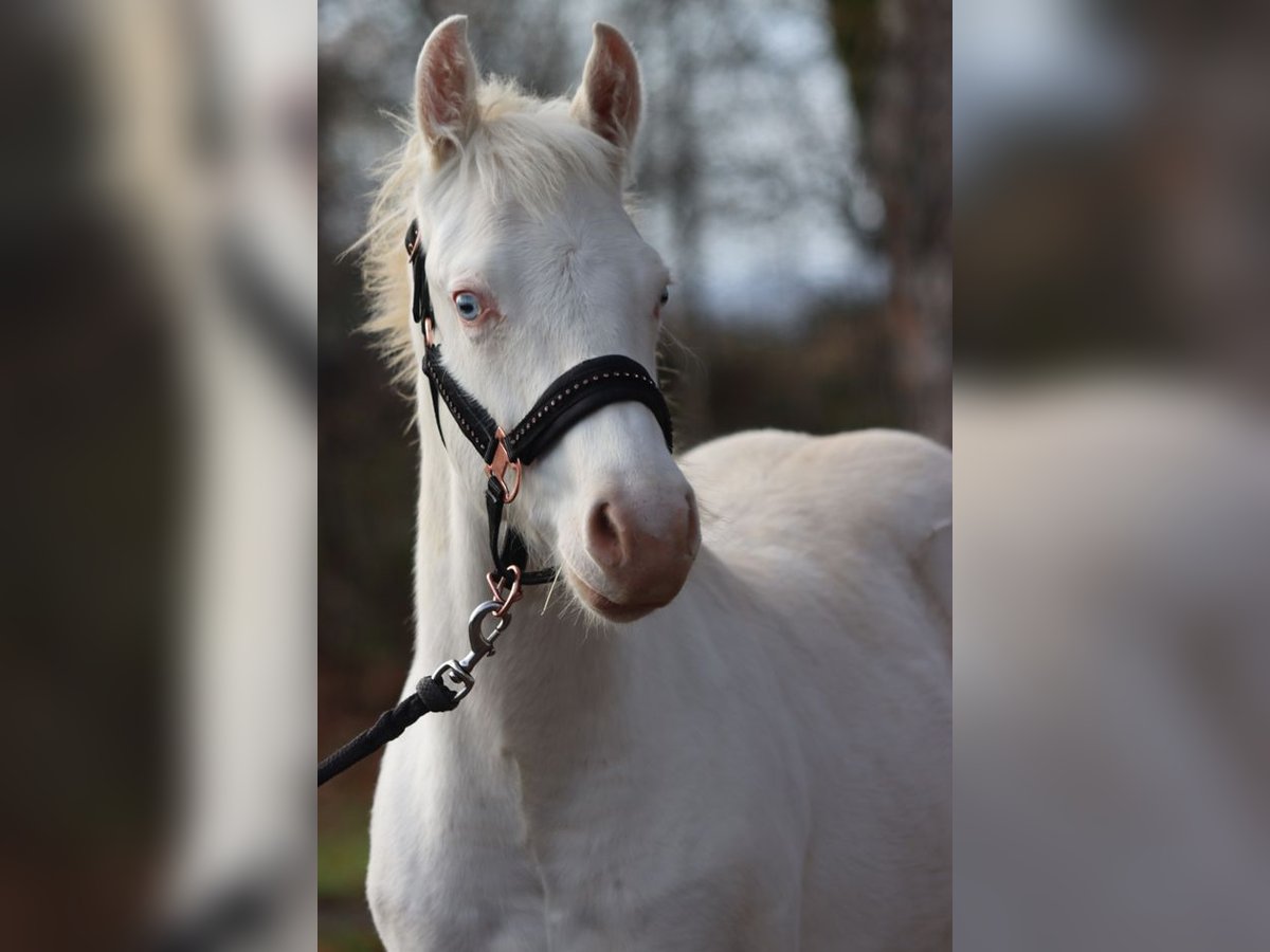 American Paint Horse Hengst Veulen (05/2025) 150 cm Overo-alle-kleuren in Hellenthal