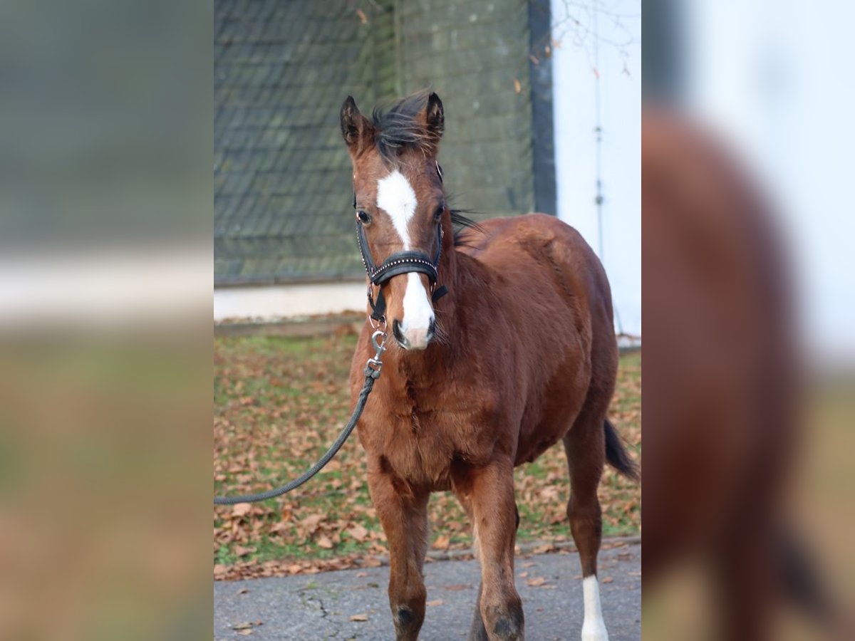 American Paint Horse Hengst Veulen (04/2025) 153 cm Bruin in Hellenthal