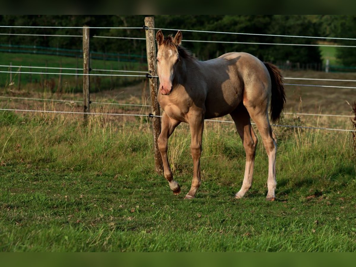American Paint Horse Hengst Veulen (04/2025) 153 cm Champagne in Hellenthal