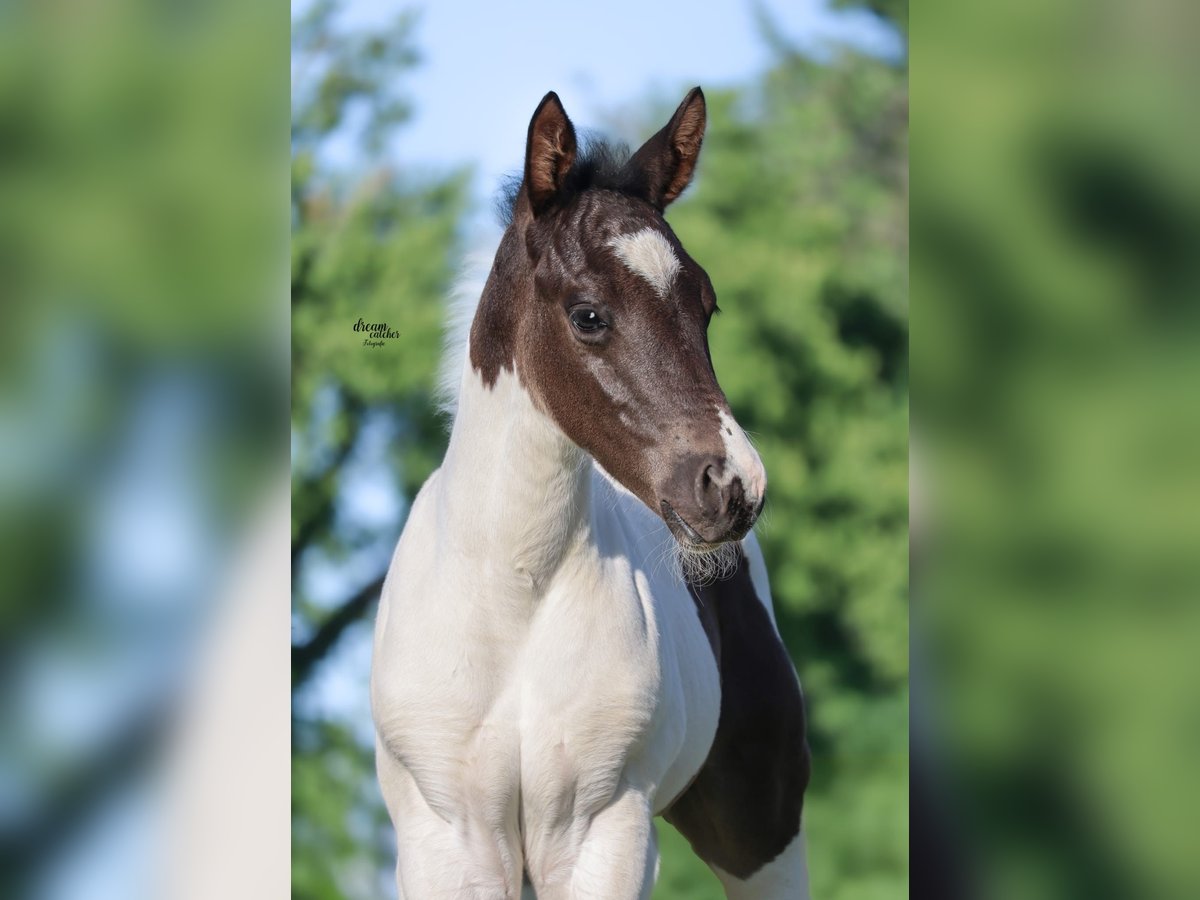 American Paint Horse Hengst Veulen (04/2025) 154 cm Gevlekt-paard in B&#xFC;ren