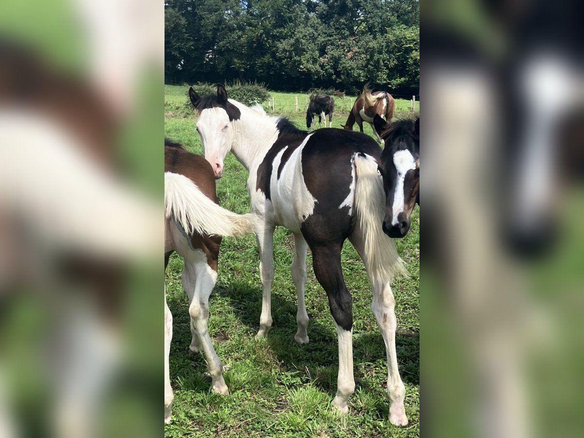 American Paint Horse Hengst Veulen (03/2025) 155 cm Overo-alle-kleuren in Goulles