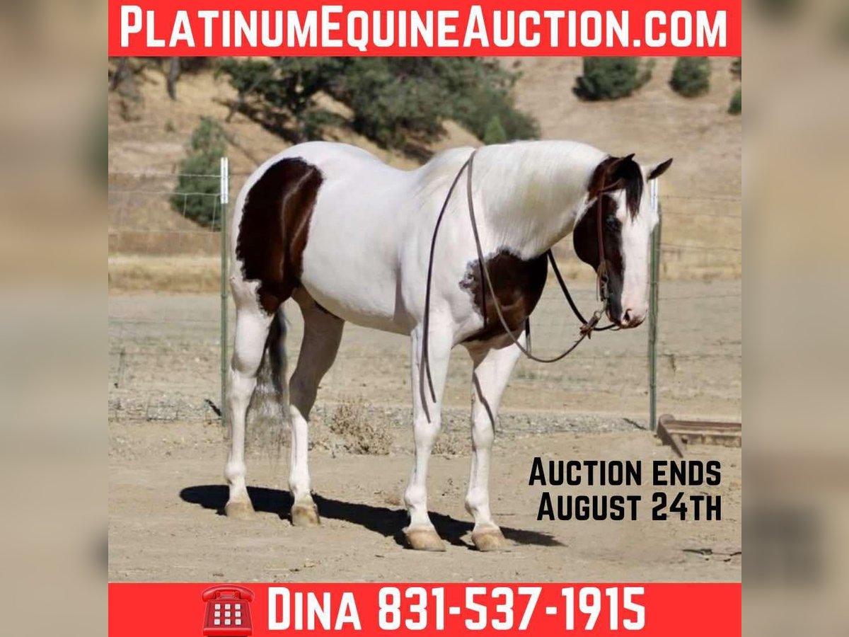 American Paint Horse Hongre 10 Ans 150 cm Tobiano-toutes couleurs in Paicines CA