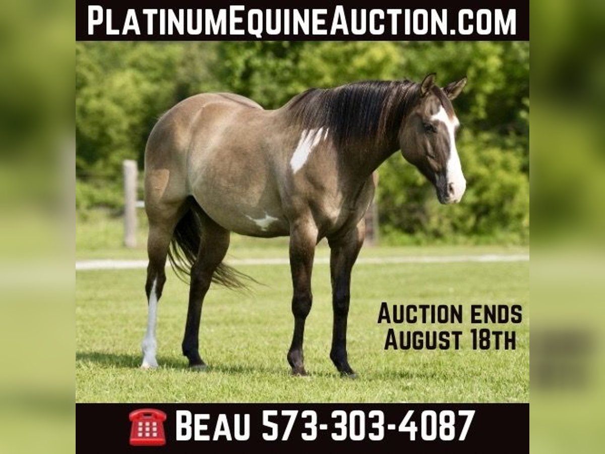 American Paint Horse Hongre 11 Ans 155 cm Grullo in Canyon TX