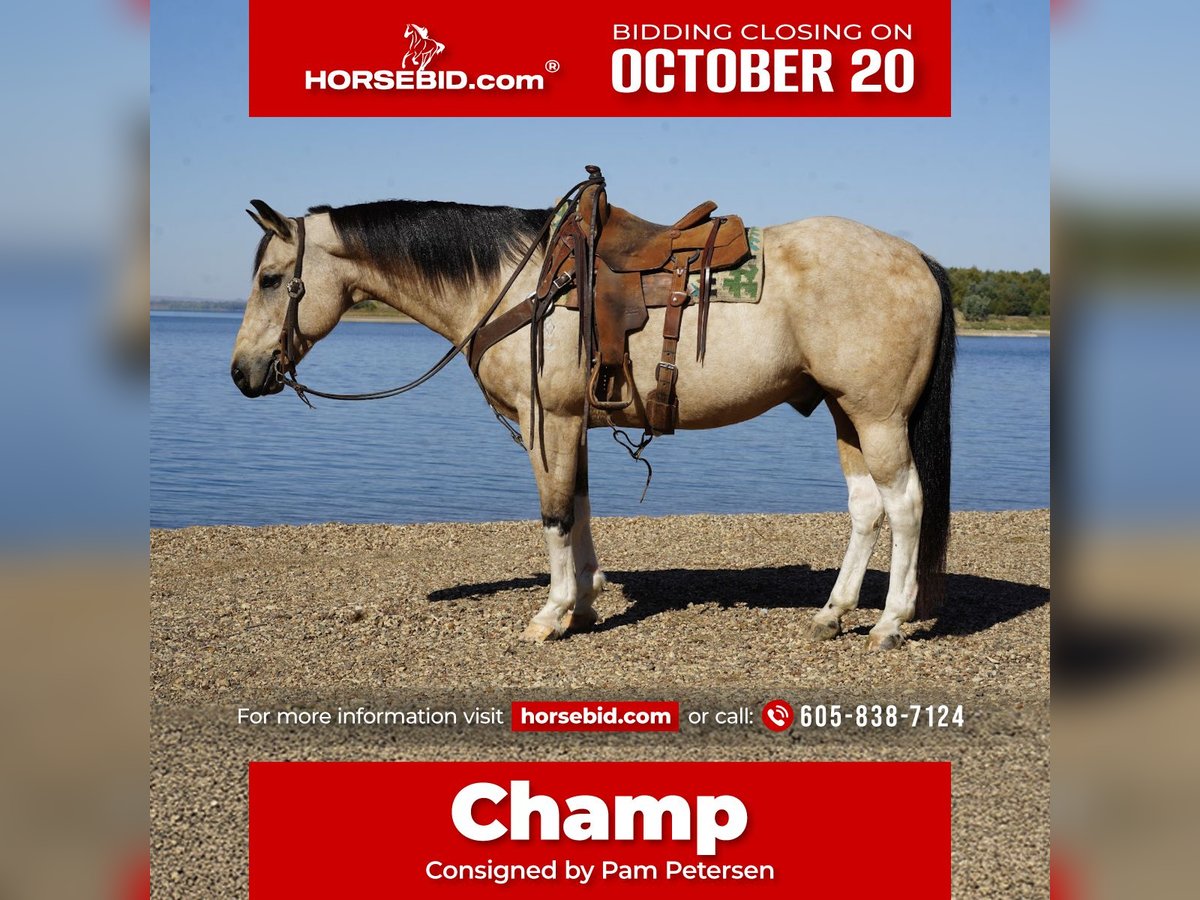 American Paint Horse Hongre 11 Ans 155 cm Pinto in Corsica