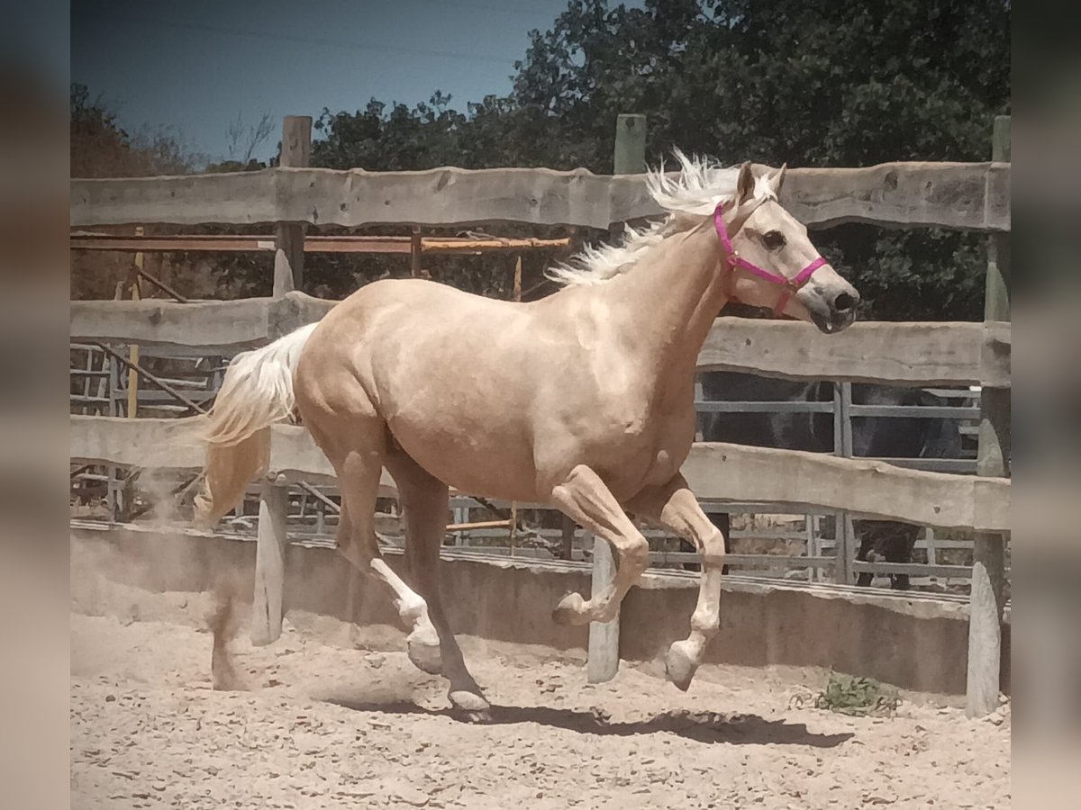 American Paint Horse Hongre 11 Ans 165 cm Palomino in Algaida