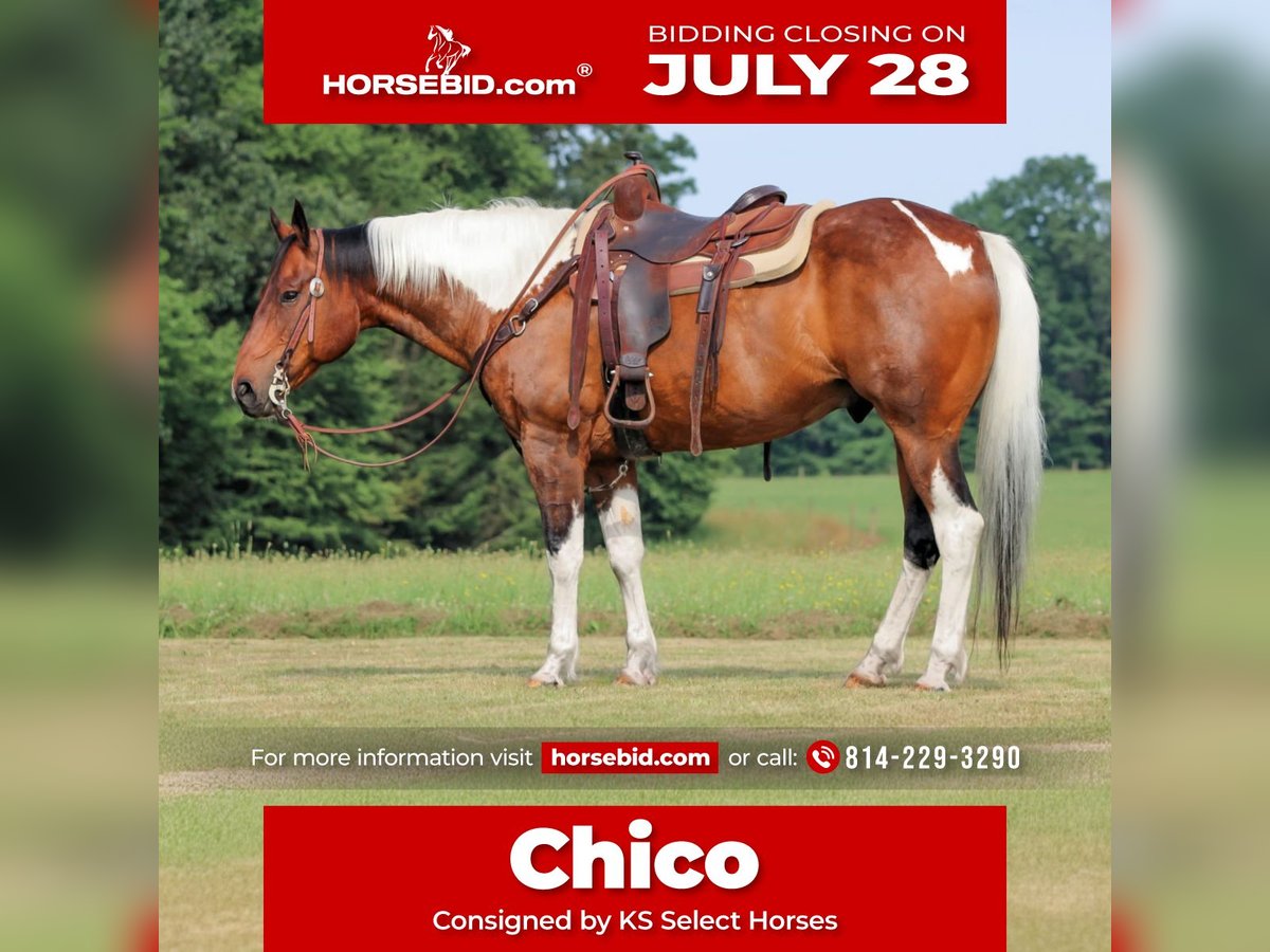 American Paint Horse Hongre 12 Ans 152 cm Pinto in Clarion