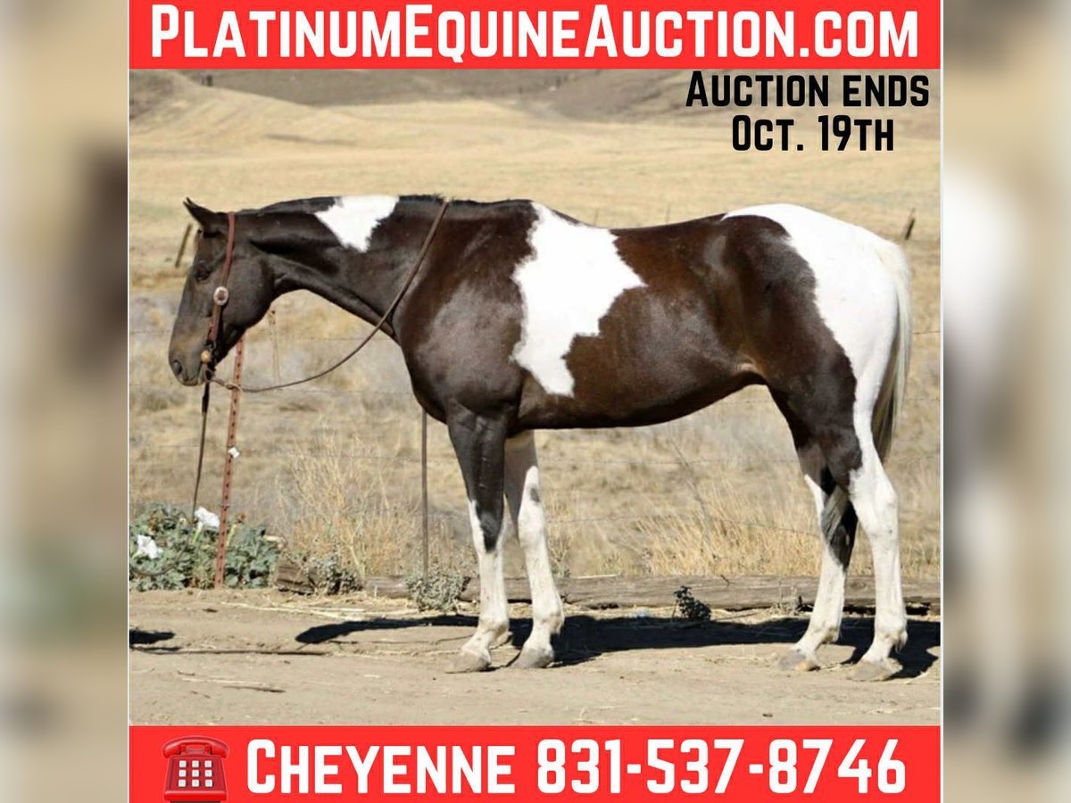 American Paint Horse Hongre 12 Ans 157 cm Tobiano-toutes couleurs in Bitterwater CA
