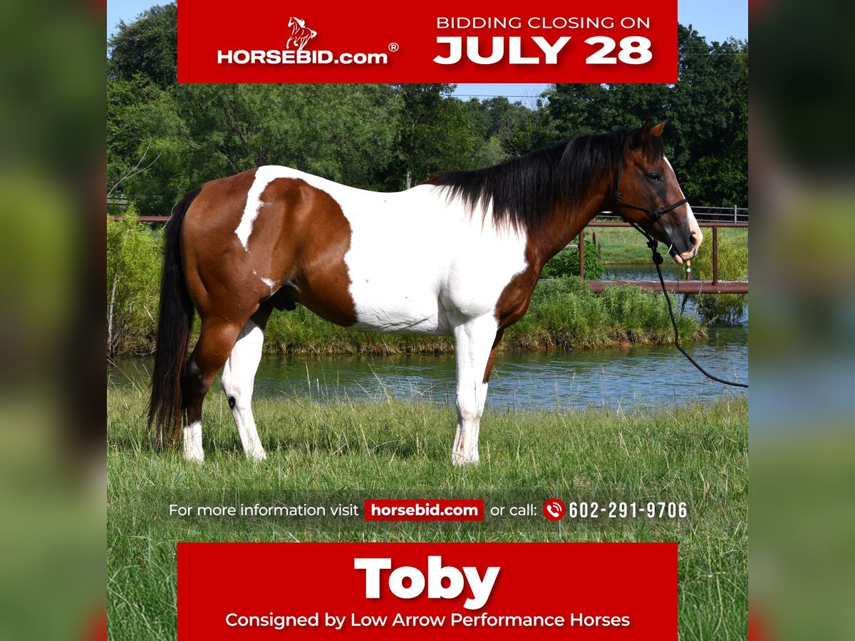 American Paint Horse Hongre 13 Ans 155 cm Pinto in Stephenville