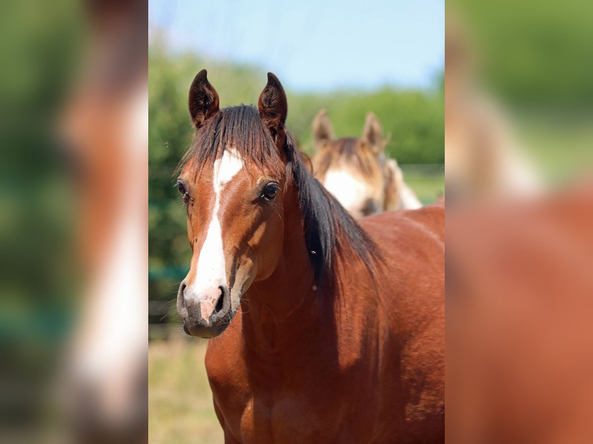 American Paint Horse Hongre 1 Année 155 cm Bai in Hellenthal