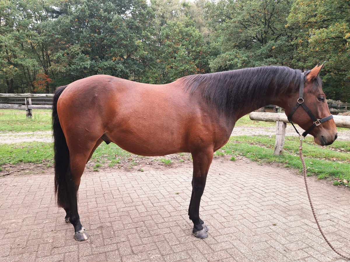 American Paint Horse Hongre 3 Ans 150 cm Bai in Wildeshausen