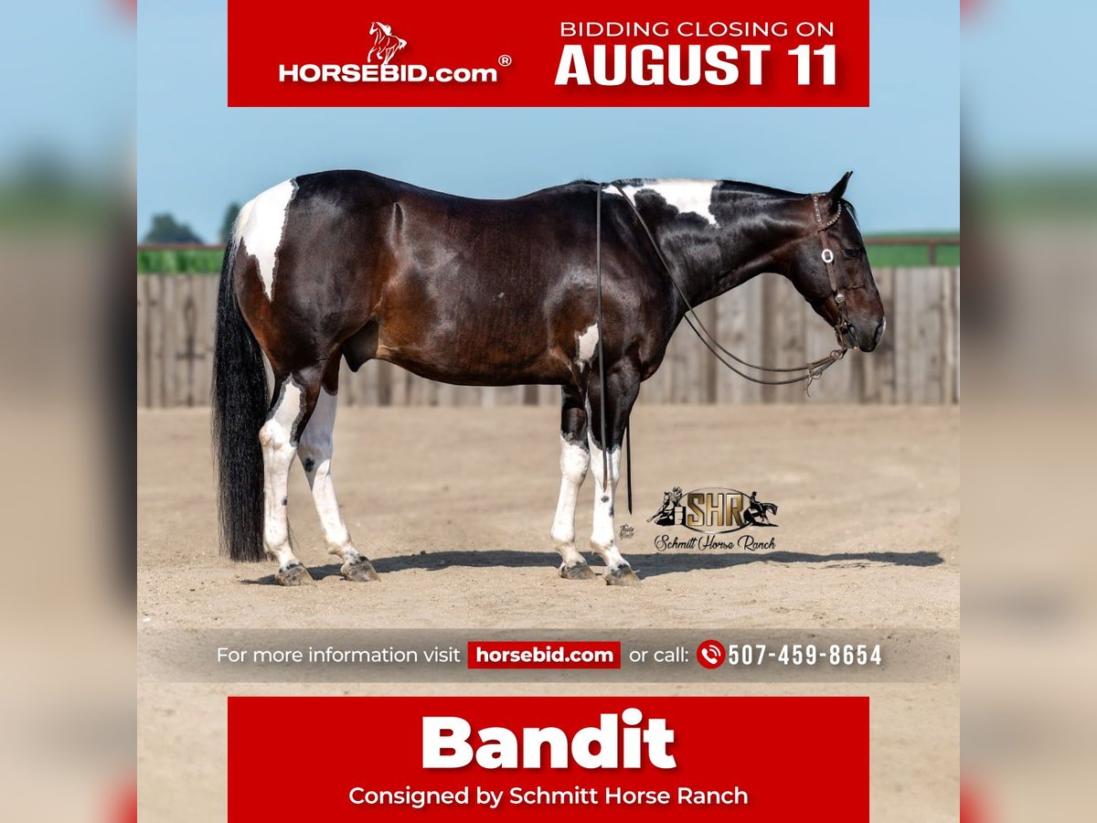 American Paint Horse Hongre 5 Ans 150 cm Tobiano-toutes couleurs in Holland, IA