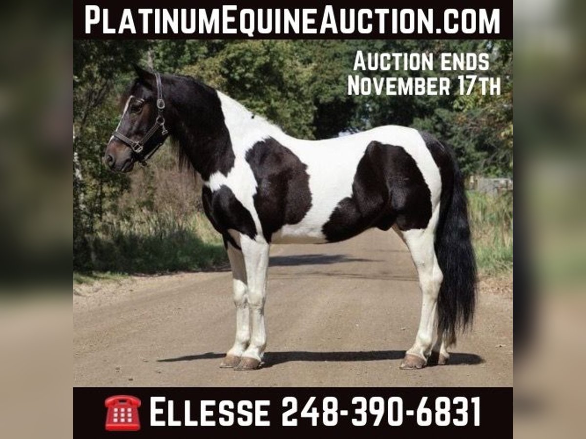 American Paint Horse Hongre 7 Ans 137 cm Tobiano-toutes couleurs in Howell MI