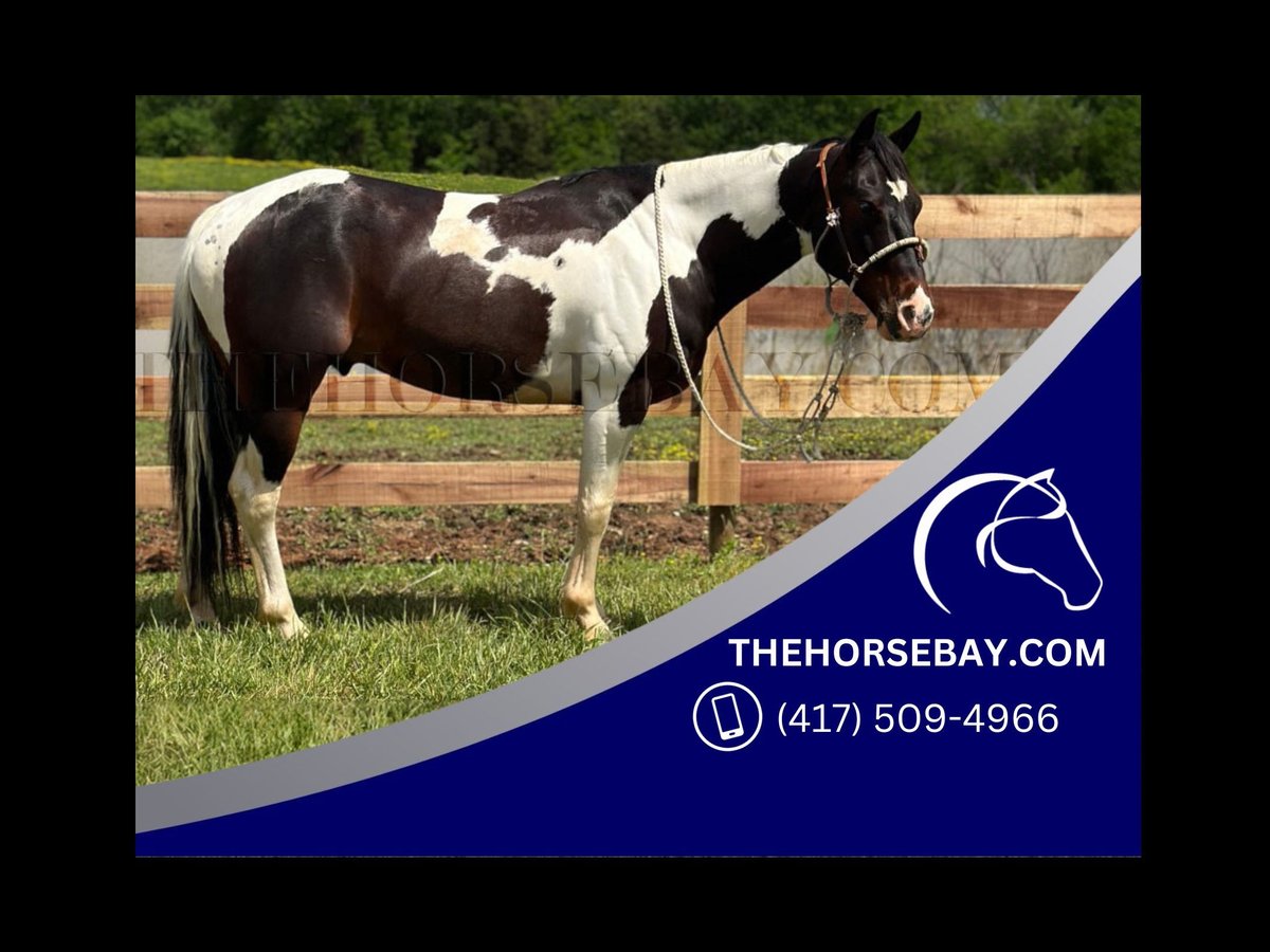 American Paint Horse Hongre 7 Ans 147 cm Bai cerise in Woodburn, KY