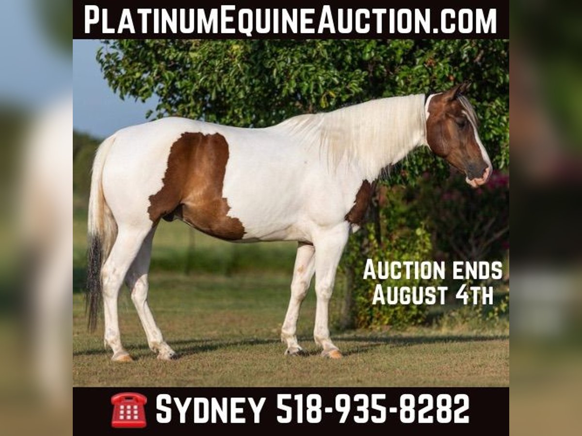 American Paint Horse Hongre 8 Ans 152 cm Tobiano-toutes couleurs in Granbury TX
