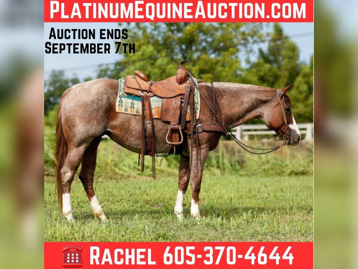 American Paint Horse Jument 12 Ans 157 cm Rouan Rouge in Rusk TX