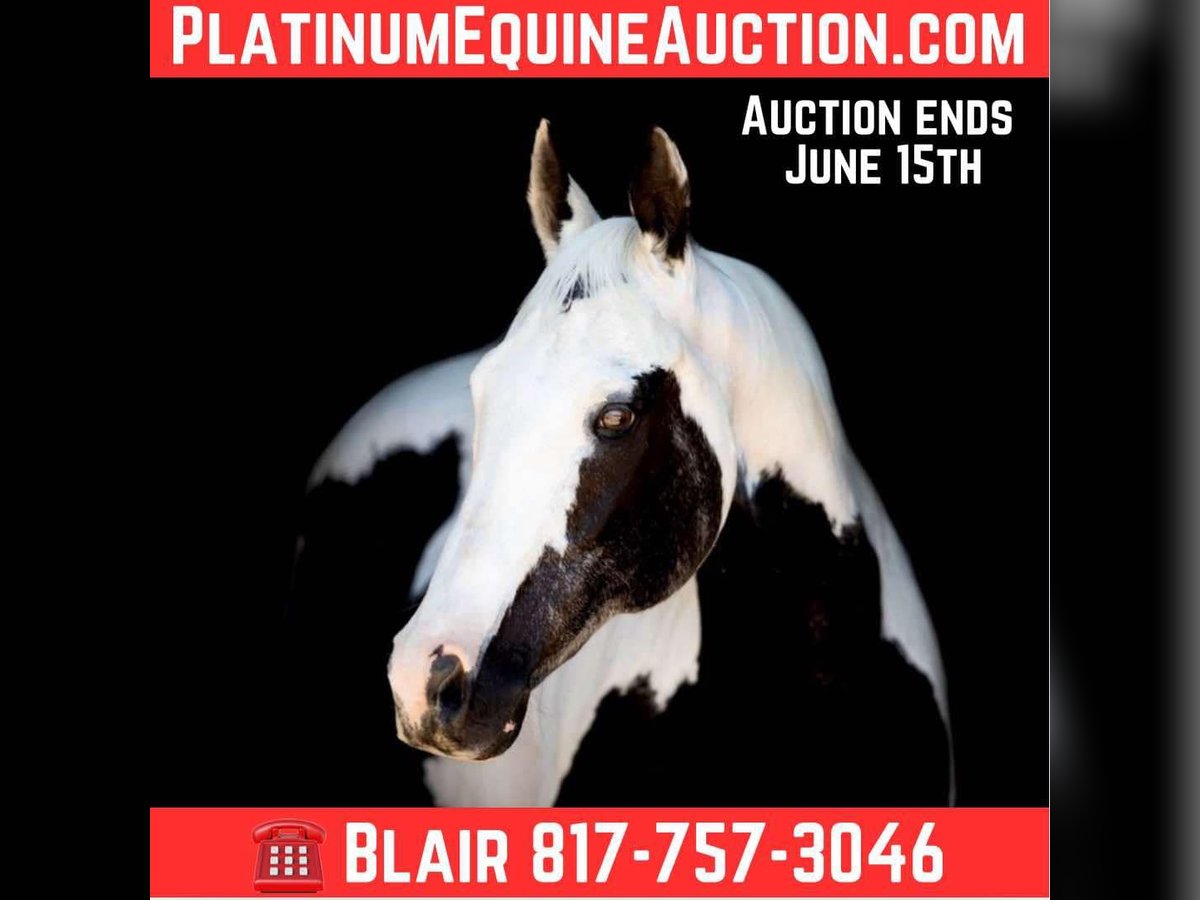 American Paint Horse Jument 15 Ans Tobiano-toutes couleurs in Weatherford, TX