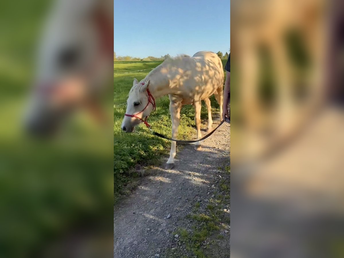 American Paint Horse Jument 2 Ans 145 cm Palomino in Halver