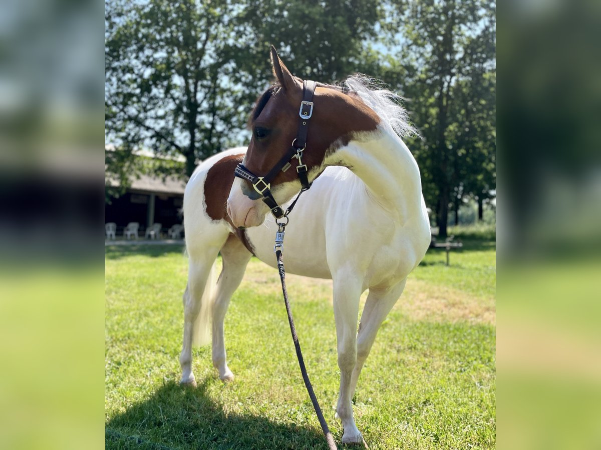 American Paint Horse Jument 5 Ans 137 cm Tobiano-toutes couleurs in Schinveld