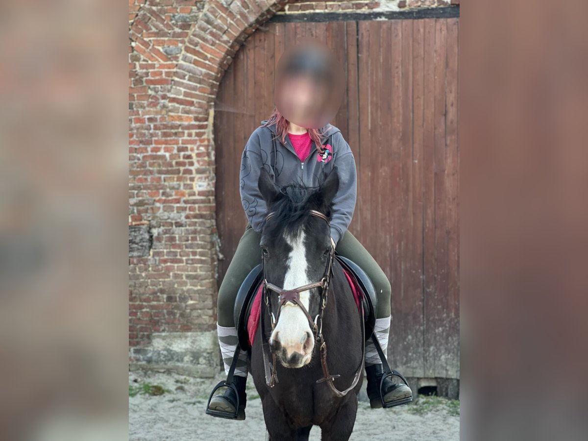 American Paint Horse Croisé Jument 8 Ans 160 cm Noir in soignies