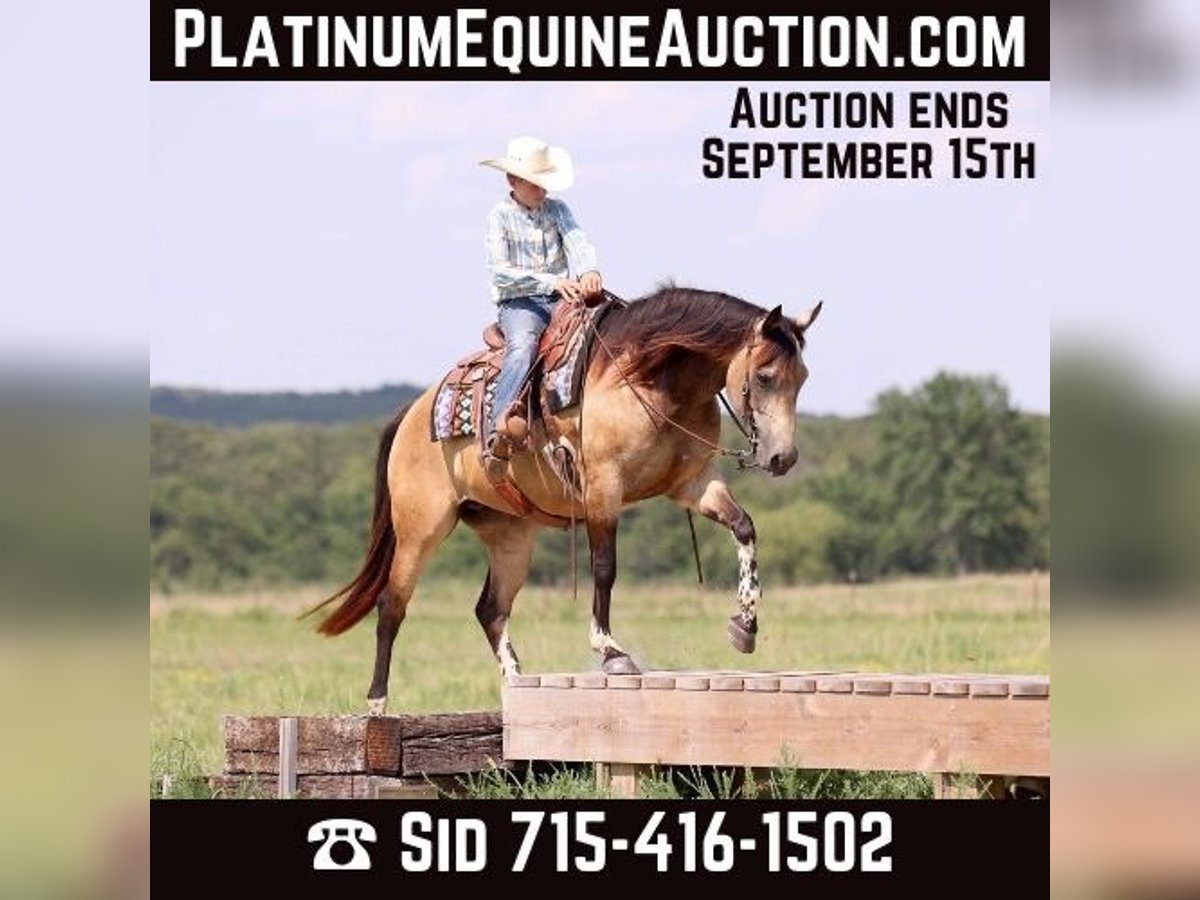 American Paint Horse Jument 8 Ans Buckskin in Adair OK