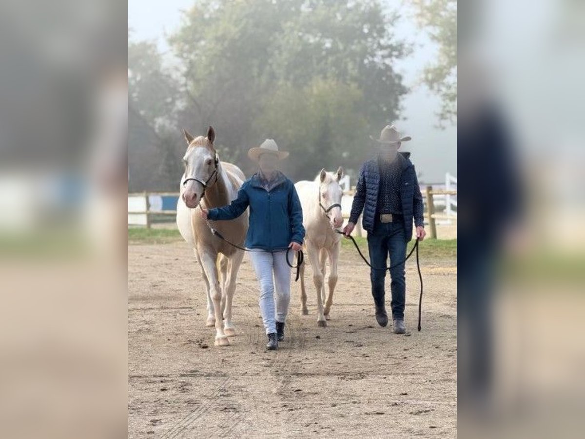 American Paint Horse Jument Poulain (04/2025) in Ratekau