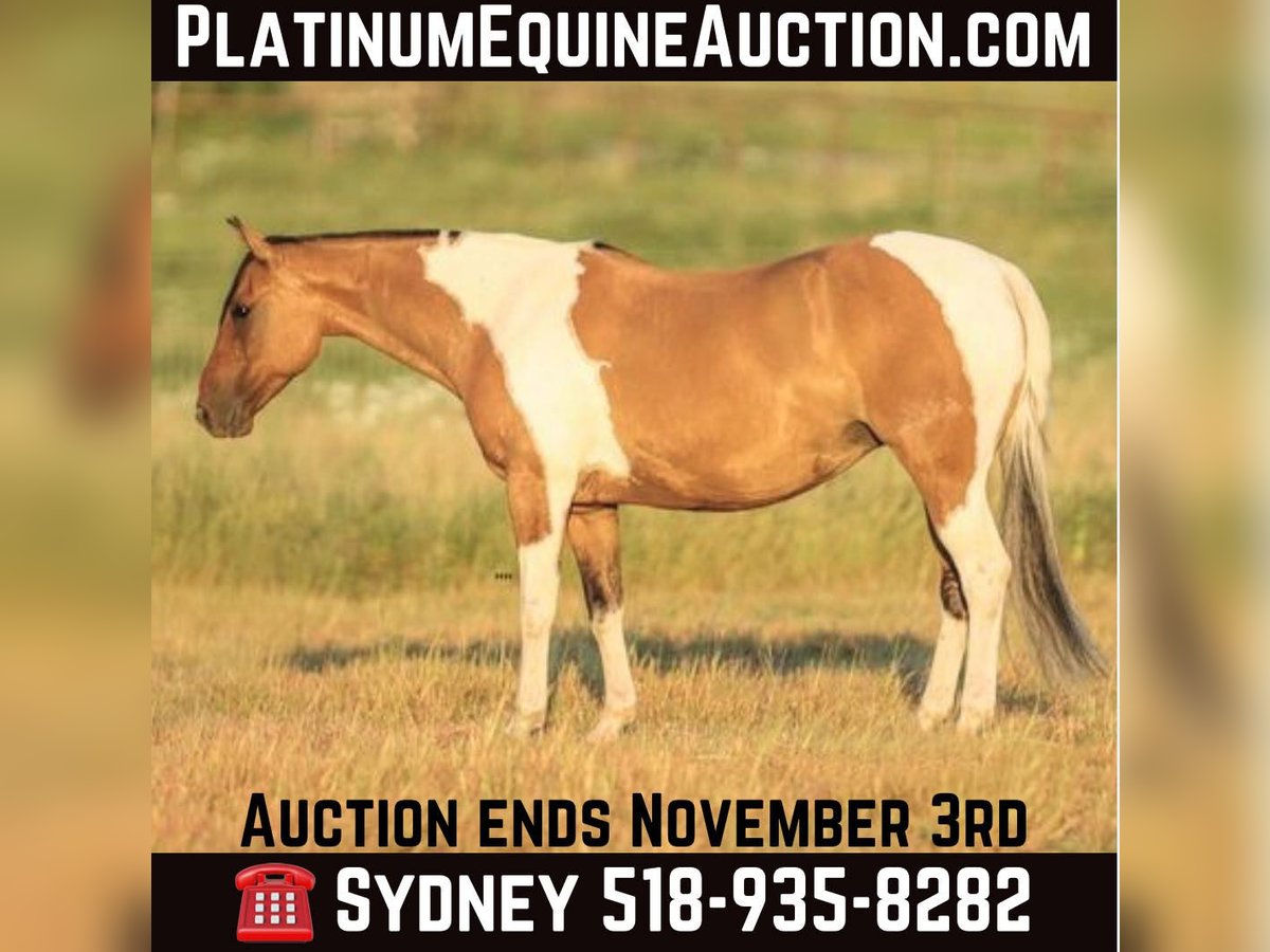 American Paint Horse Klacz 11 lat 152 cm Bułana in Granbury TX