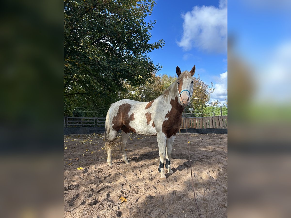 American Paint Horse Klacz 12 lat 156 cm Tovero wszelkich maści in Nottleben