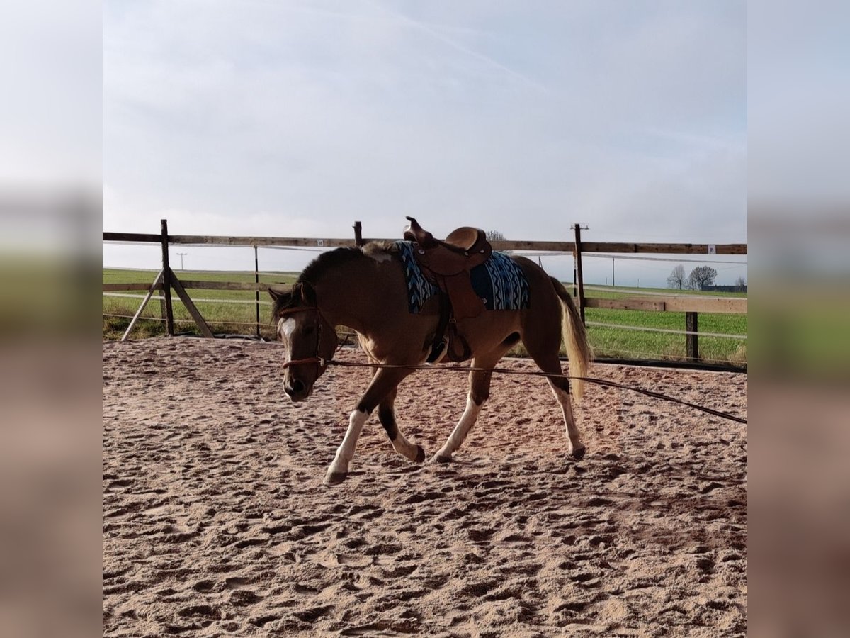 American Paint Horse Mix Klacz 2 lat 153 cm Jelenia in M&#xFC;nchberg