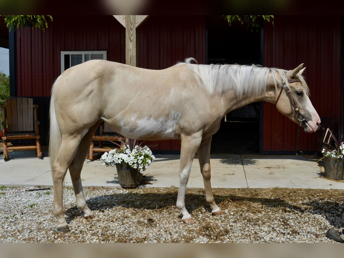 American Paint Horse Klacz 3 lat 155 cm Overo wszelkich maści in Mantua