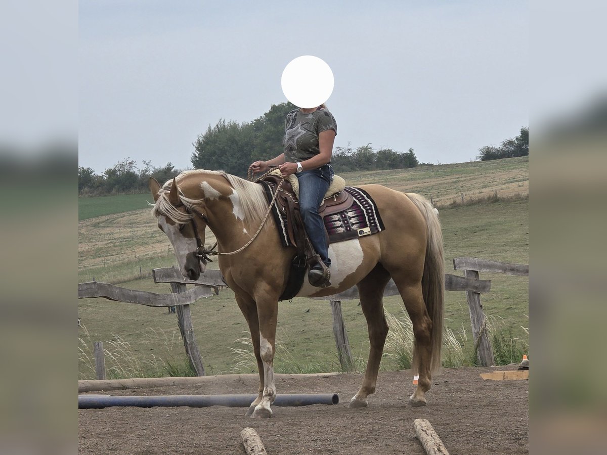 American Paint Horse Klacz 7 lat 160 cm Izabelowata in Mont