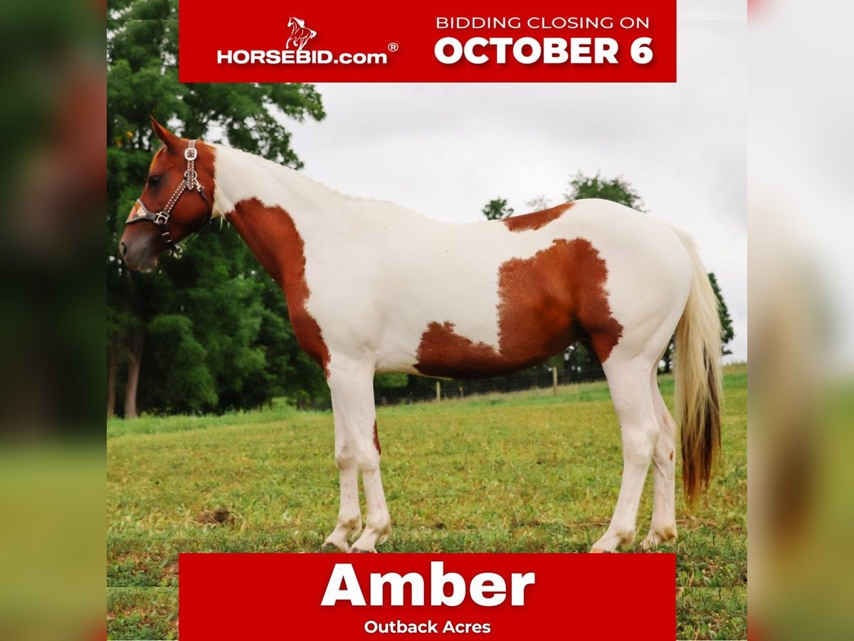 American Paint Horse Klacz 7 lat Srokata in Dundee