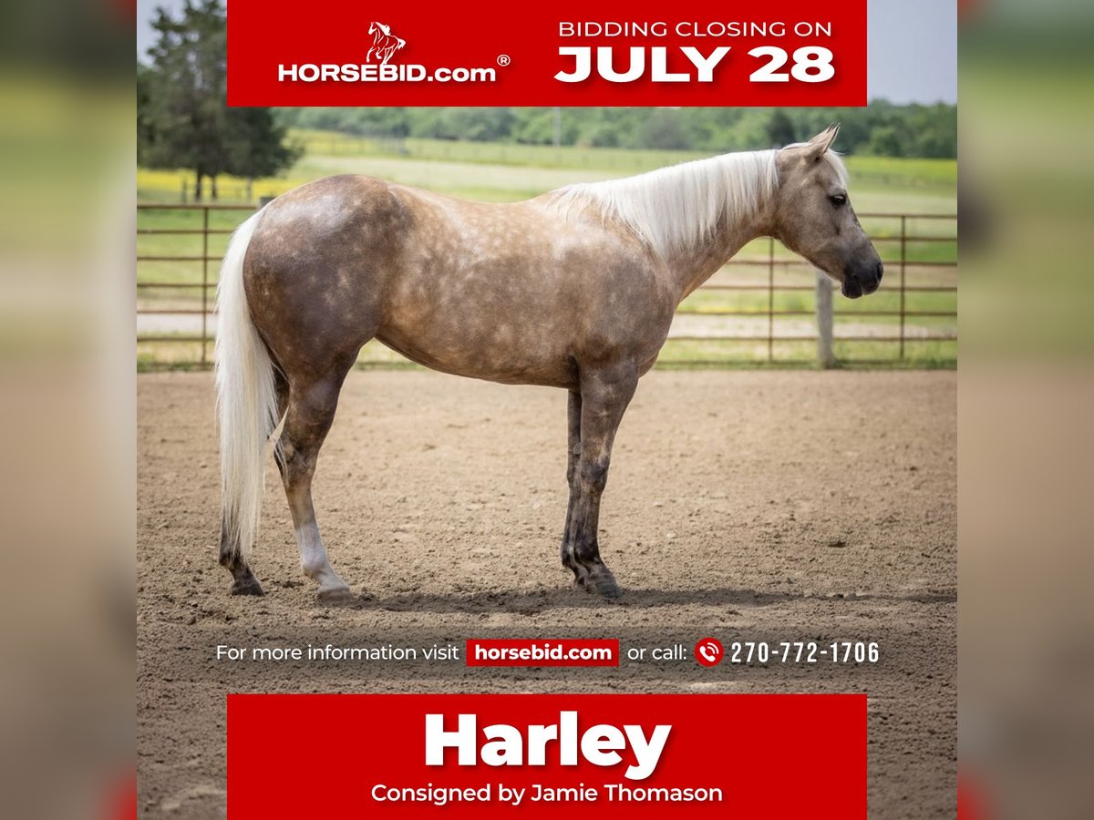 American Paint Horse Klacz 8 lat 142 cm Izabelowata in Auburn