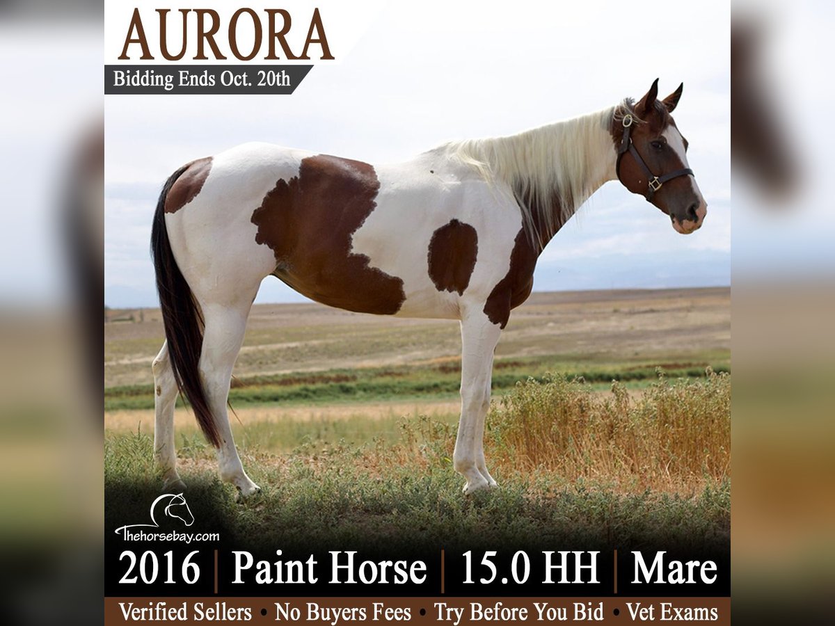 American Paint Horse Mare 10 years 15 hh Tobiano-all-colors in Fort Collins, CO