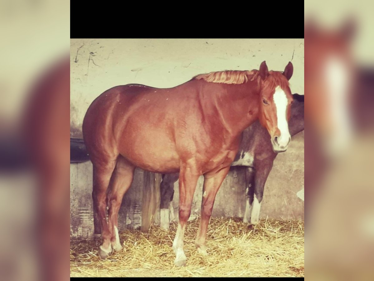 American Paint Horse Mare 10 years 15,1 hh Chestnut-Red in AURACH AM HONGAR