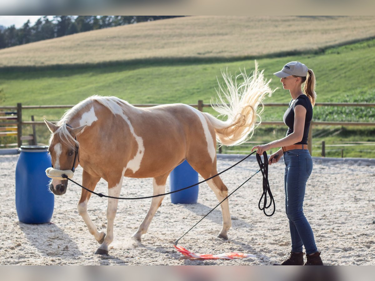 American Paint Horse Mare 12 years Overo-all-colors in Pregarten