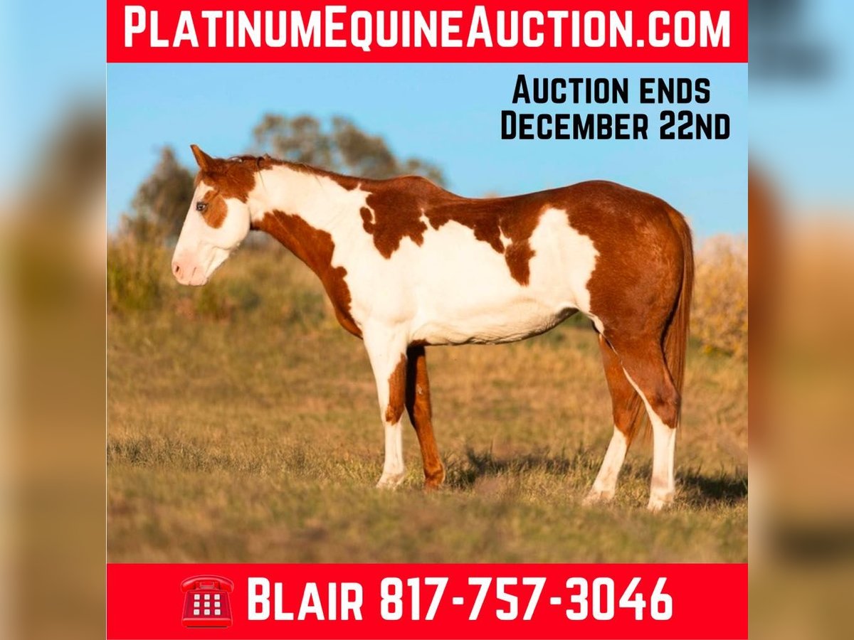 American Paint Horse Mare 13 years 14,2 hh Overo-all-colors in Weatherford TX