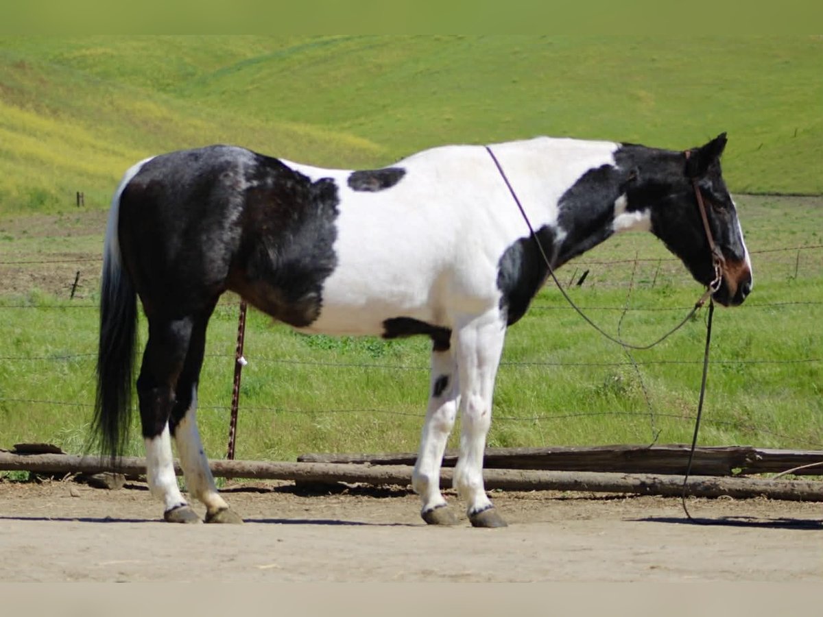 American Paint Horse Mare 13 years 14,3 hh Tobiano-all-colors in Tres Pinos