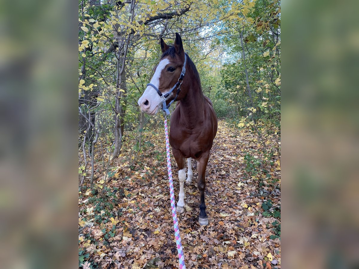 American Paint Horse Mare 13 years 15,2 hh Overo-all-colors in Goslar Hahndorf
