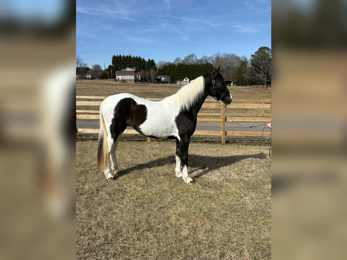 American Paint Horse Mare 13 years 15,2 hh Tobiano-all-colors in Granite Falls
