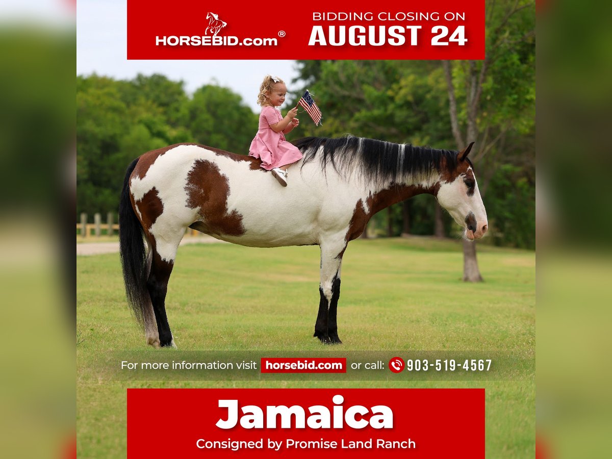 American Paint Horse Mare 15 years 14 hh Overo-all-colors in Terrell