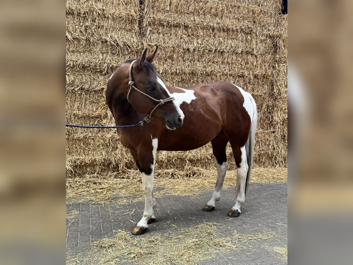 American Paint Horse Mare 15 years 15 hh Tobiano-all-colors in Brunssum
