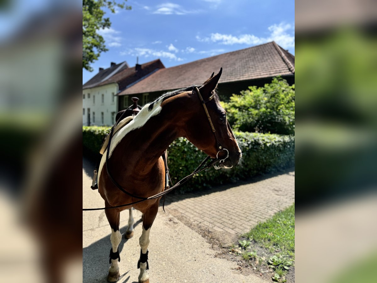 American Paint Horse Mare 15 years 15 hh Tobiano-all-colors in Brunssum