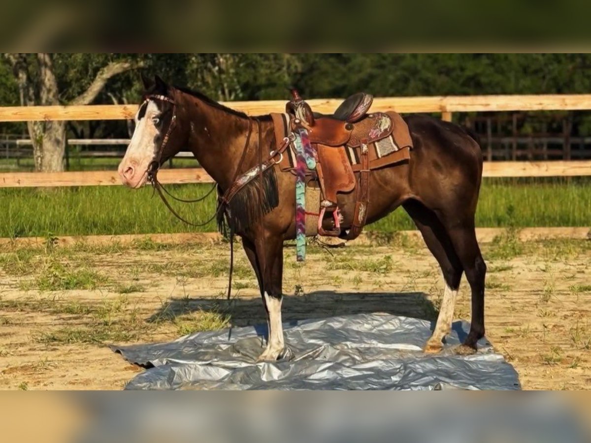 American Paint Horse Mare 19 years 14 hh Tobiano-all-colors in Bronson