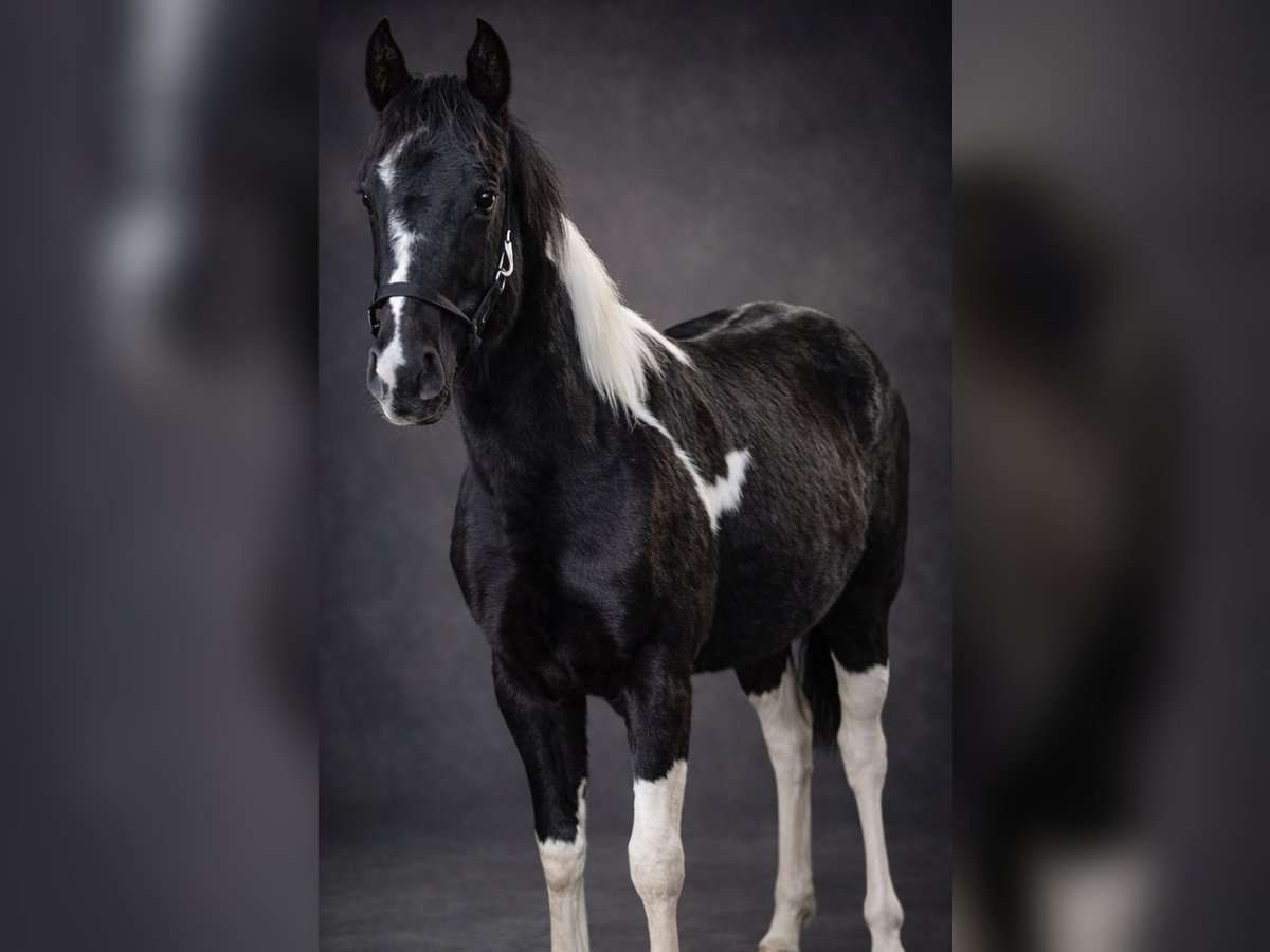 American Paint Horse Mare 1 year 13.2 hh Tobiano-all-colors in Walchum