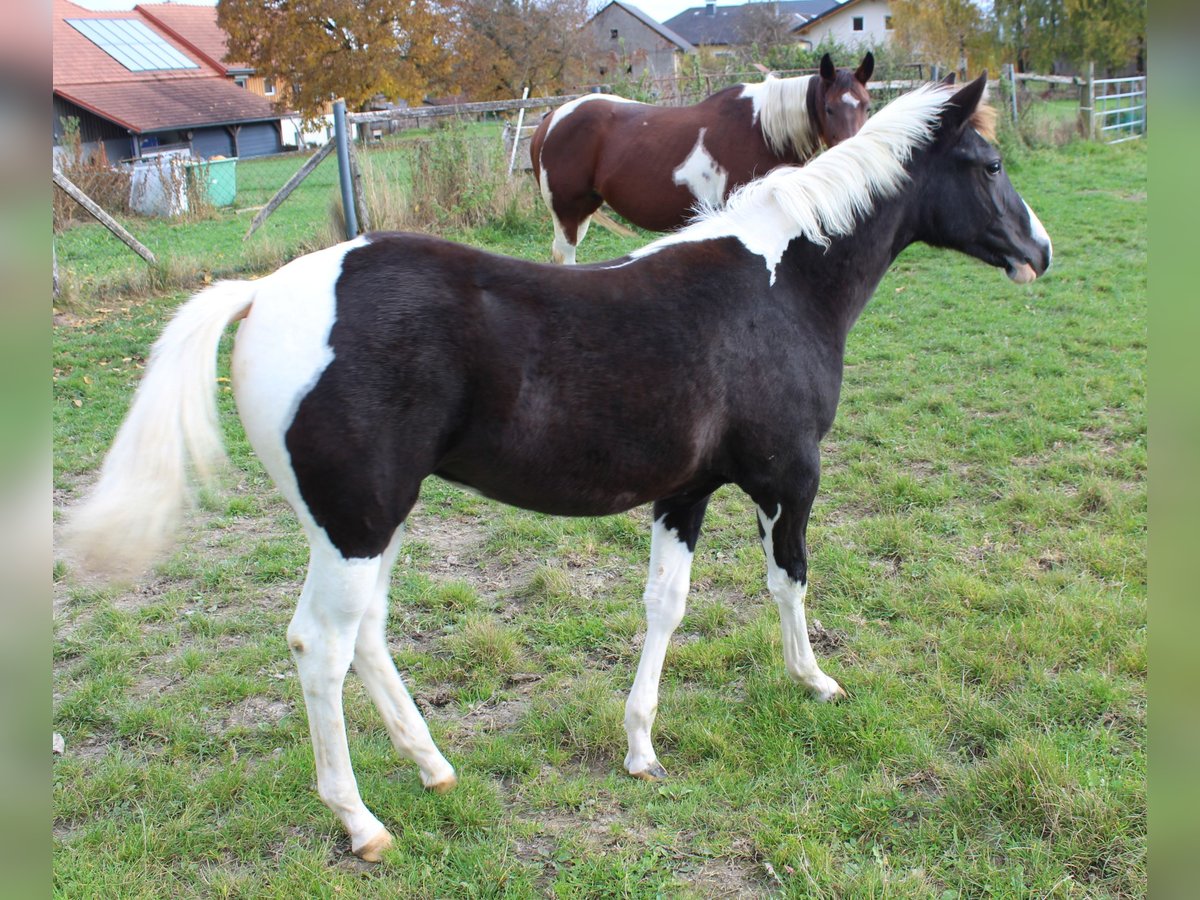 American Paint Horse Mare 1 year 14.2 hh Tobiano-all-colors in Neukirchen bei Lambach