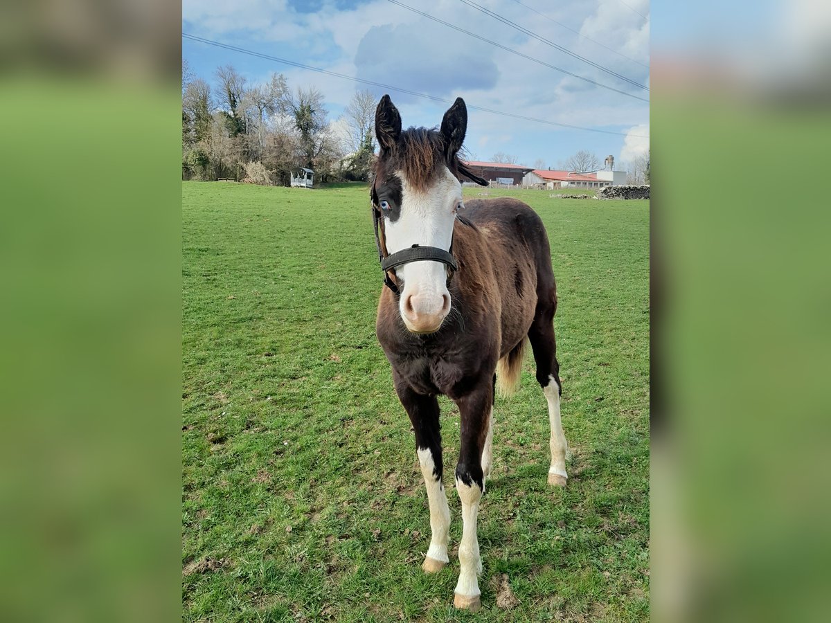 American Paint Horse Mare 1 year Overo-all-colors in Sombacour